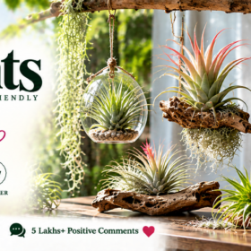 Air Plants