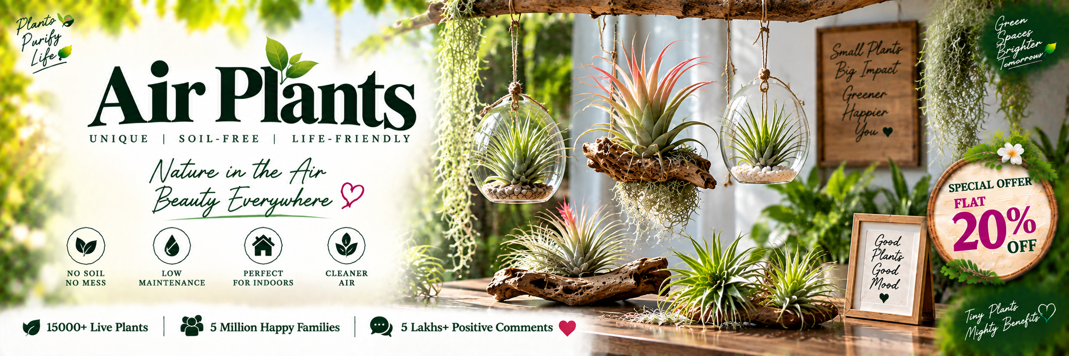Air Plants
