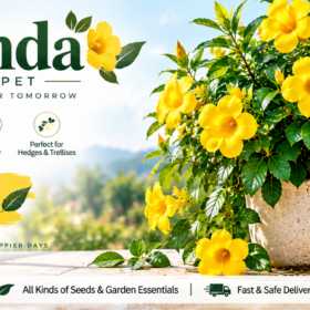 Alamanda