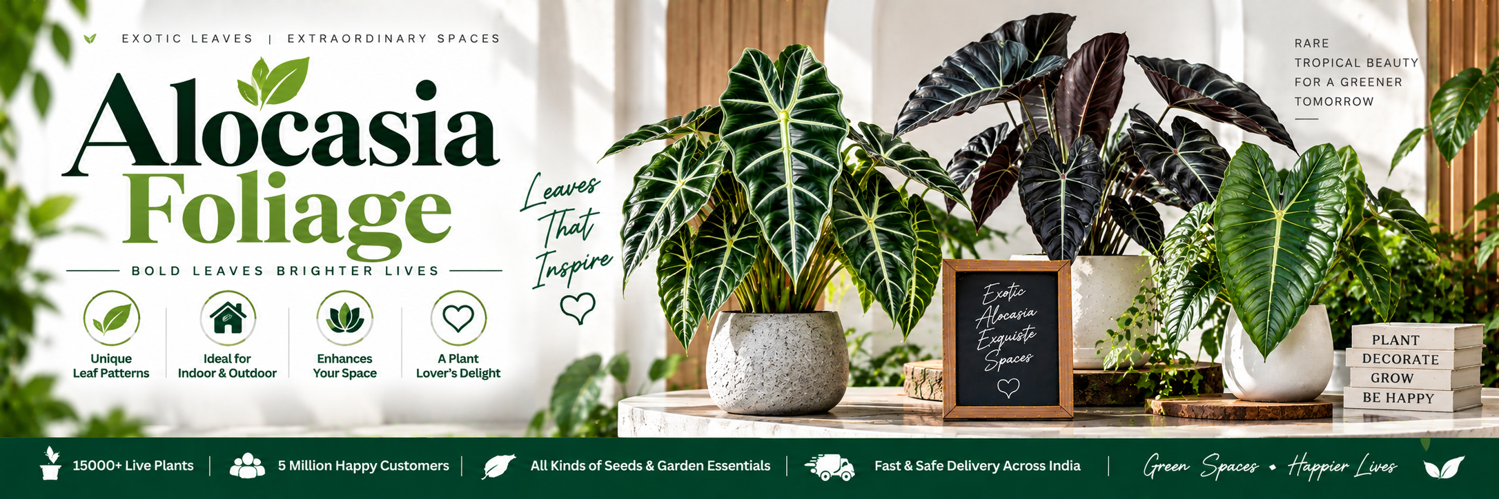 Alocasia Foliage