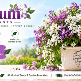 Alyssum