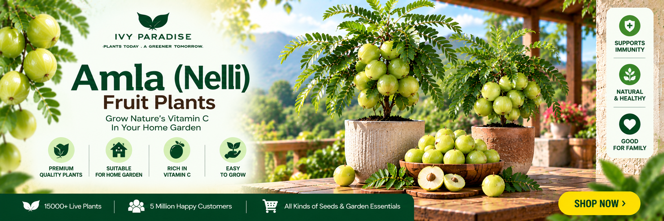 Amla (Nelli)