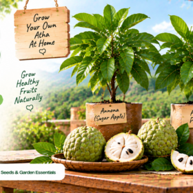 Annona (Atha)