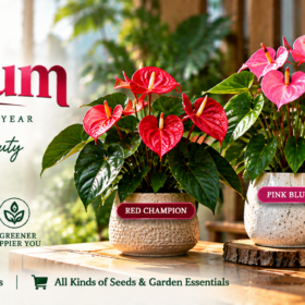 Anthurium
