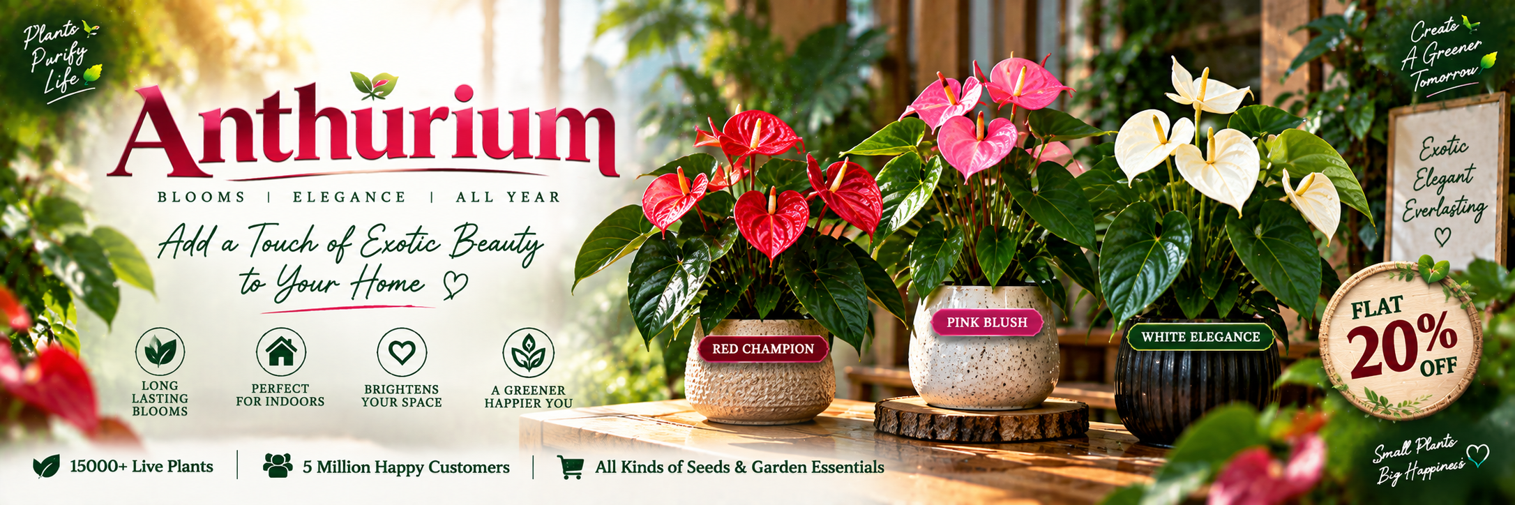 Anthurium