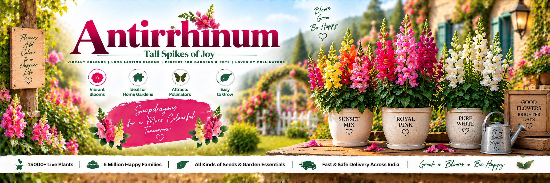 Antirrhinum