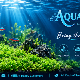 Aquatic Carpet Plant