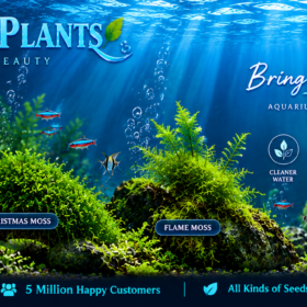 Aquatic Mosses Plant