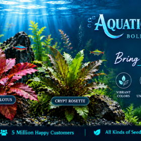 Aquatic Rosette Plant