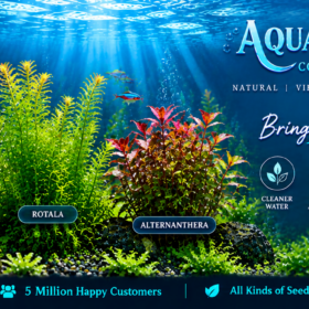 Aquatic Stem Plant