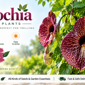 Aristolochia