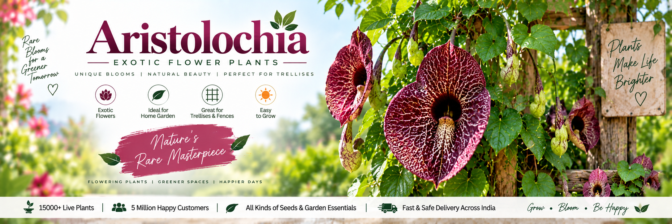 Aristolochia