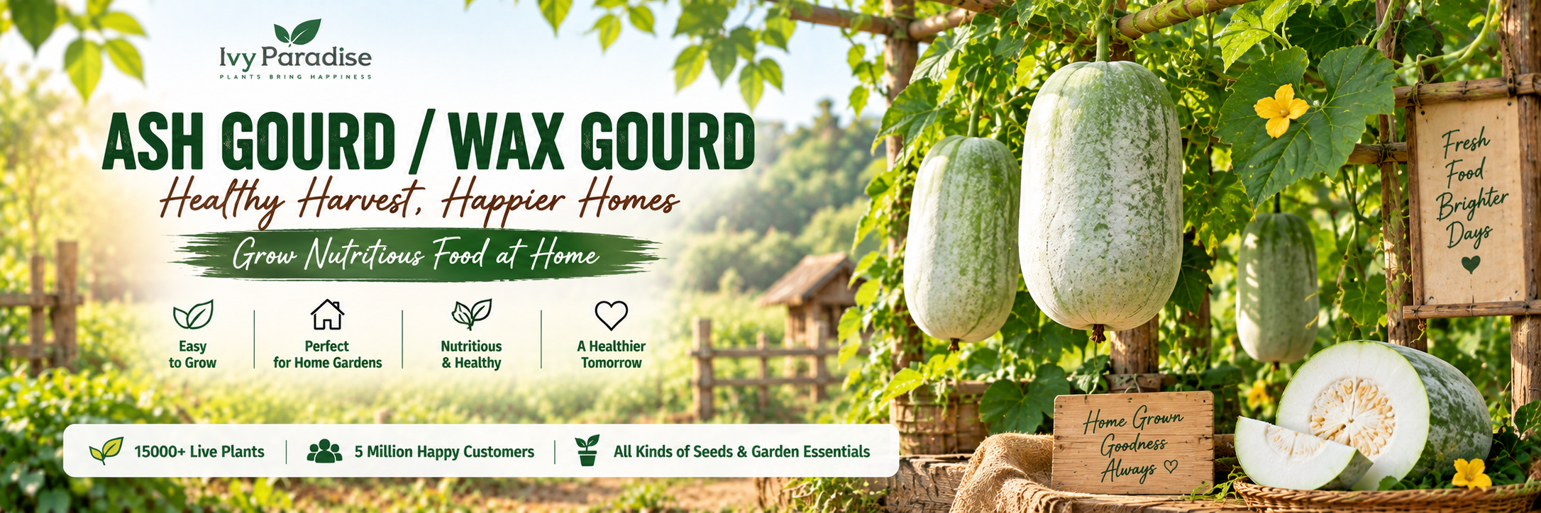 Ash gourd / Wax gourd