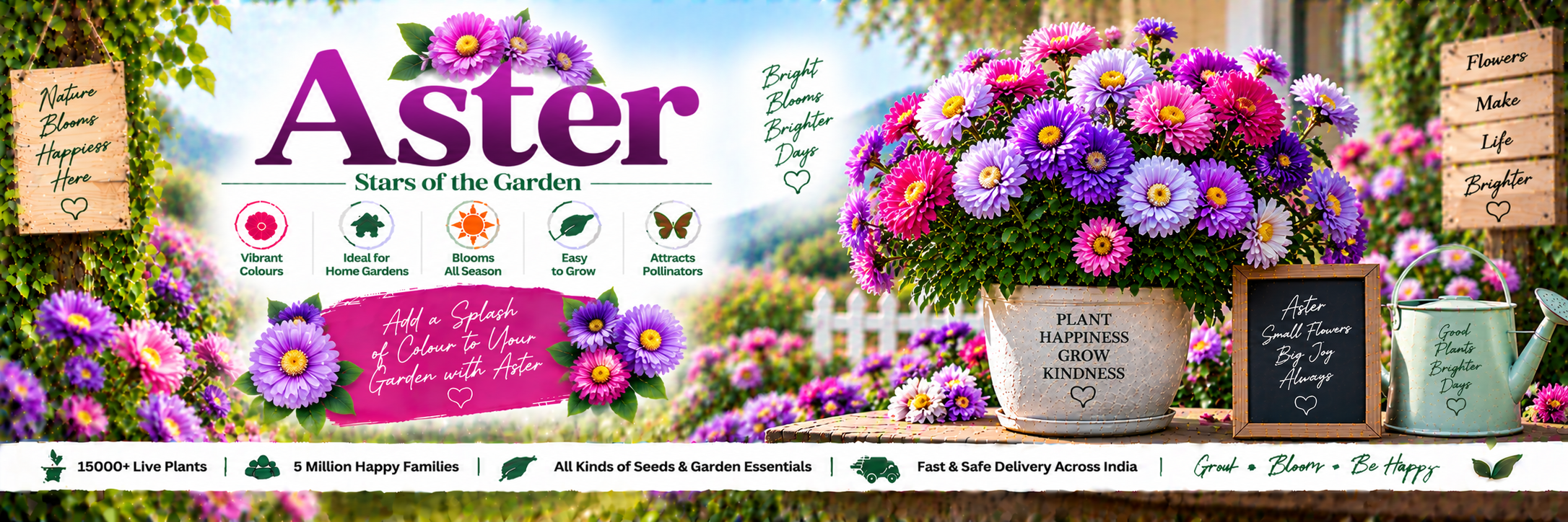Aster