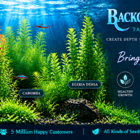 Background Aquatic Plant