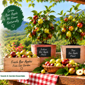 Ber Apple