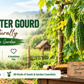 Bitter Melon / Bitter Gourd