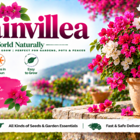 Bougainvillea