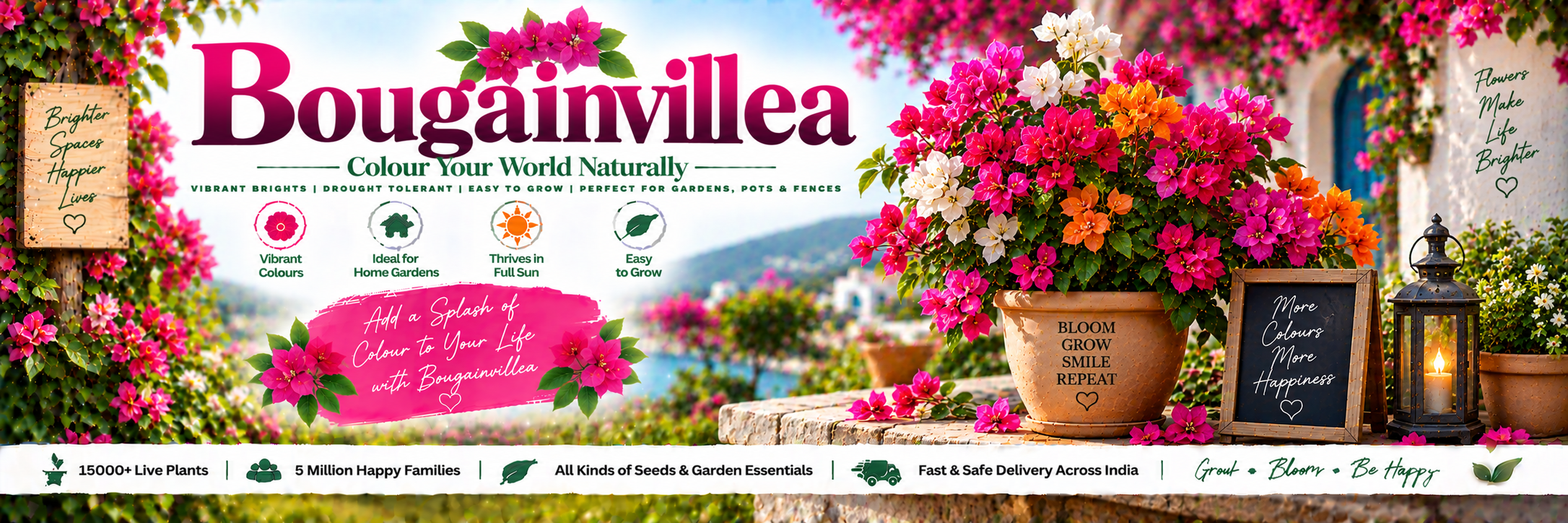 Bougainvillea