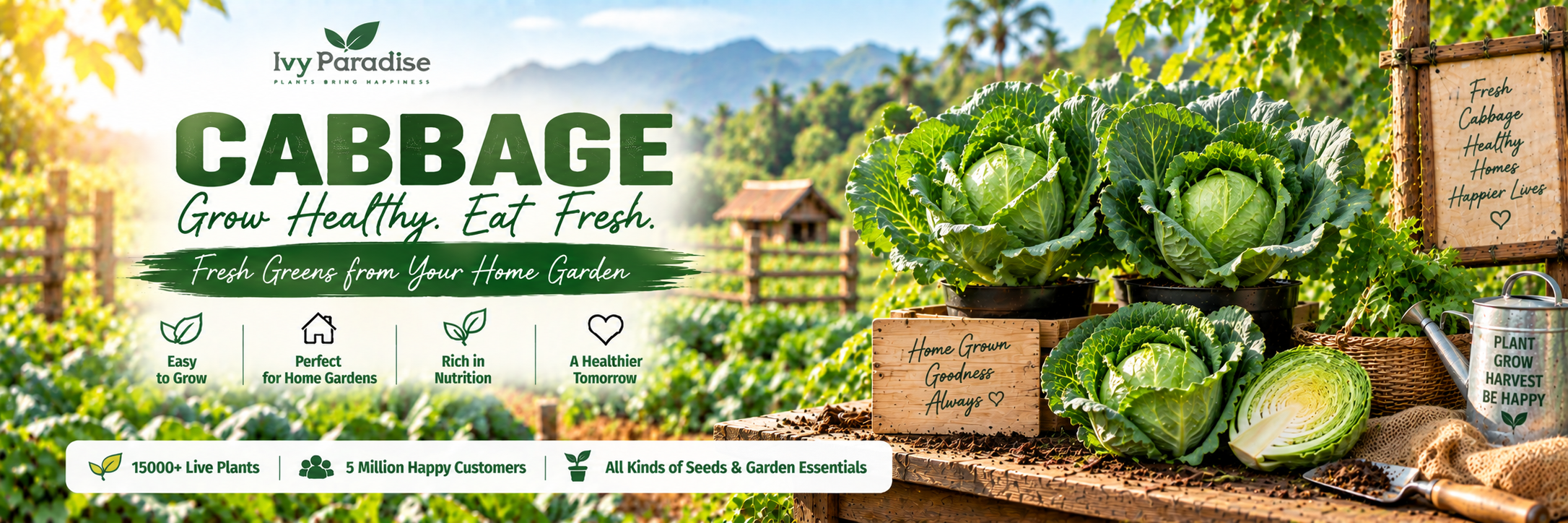 Cabbage