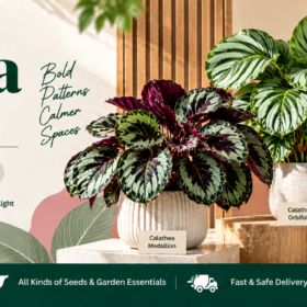 Calathea Foliage