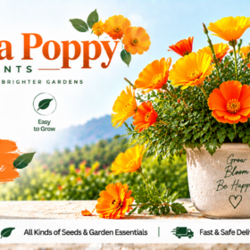 California Poppy