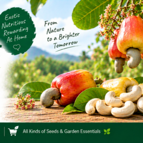 Cashewnut