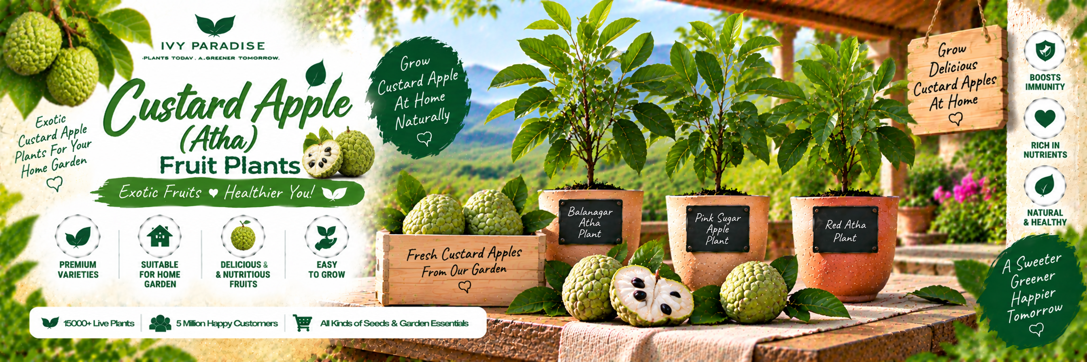 Custard Apple / Atha