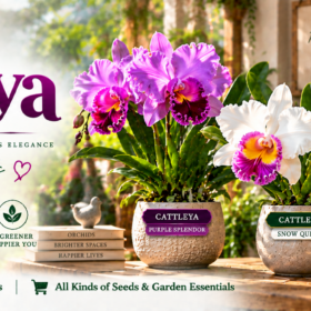 Cattleya