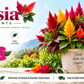 Celosia