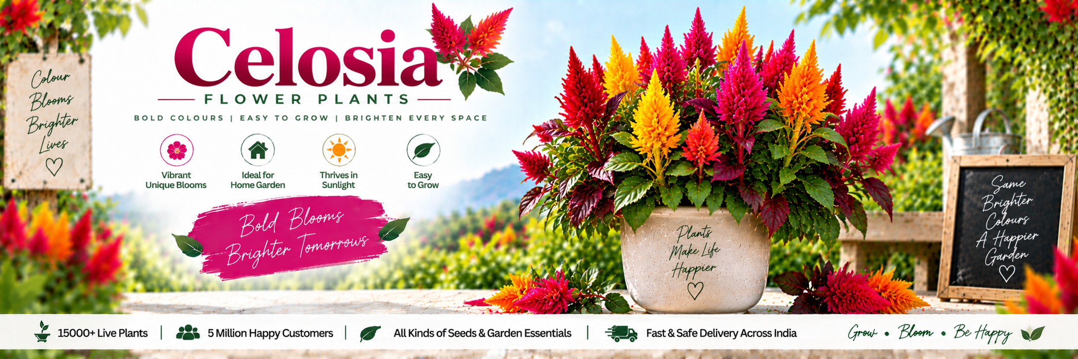 Celosia