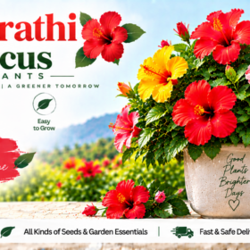 Chembarathi / Hibiscus