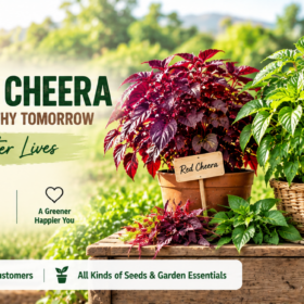 Amaranthus / Cheera