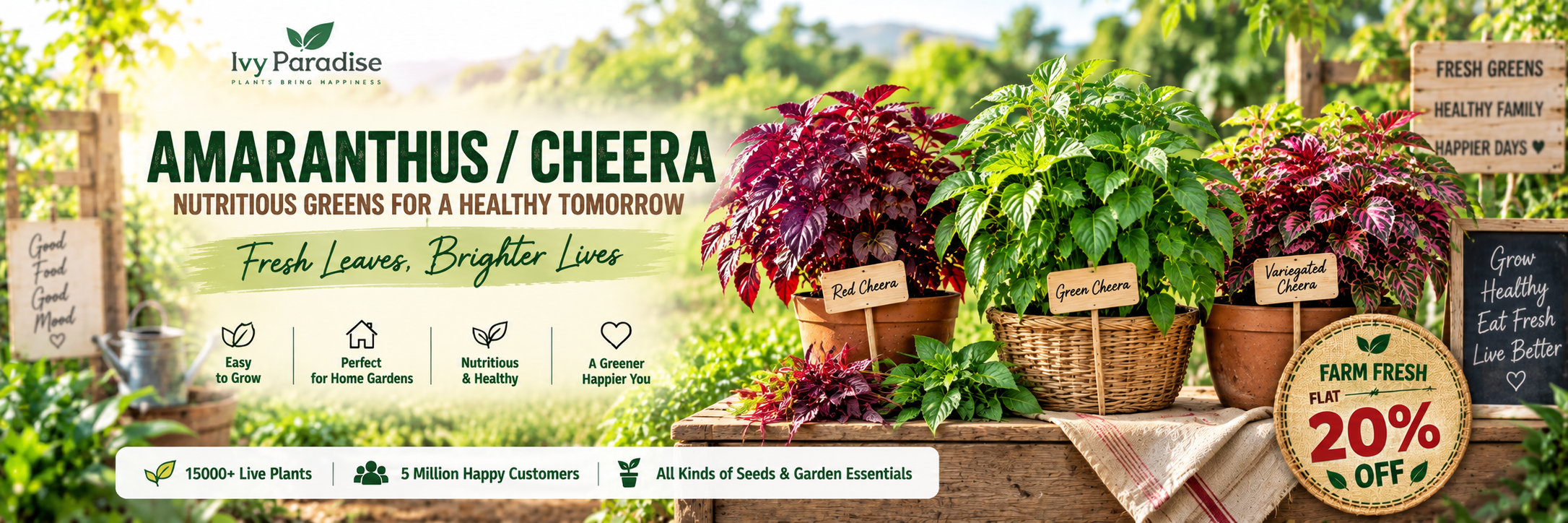 Amaranthus / Cheera