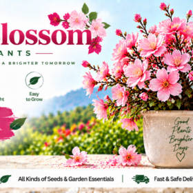 Cherry Blossom