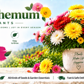 Chrysanthemum