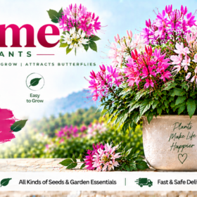 Cleome