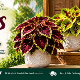 Coleus