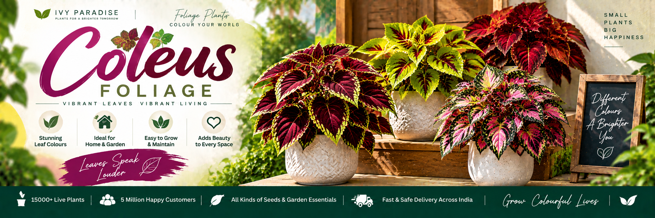 Coleus