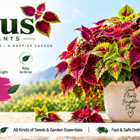 Coleus