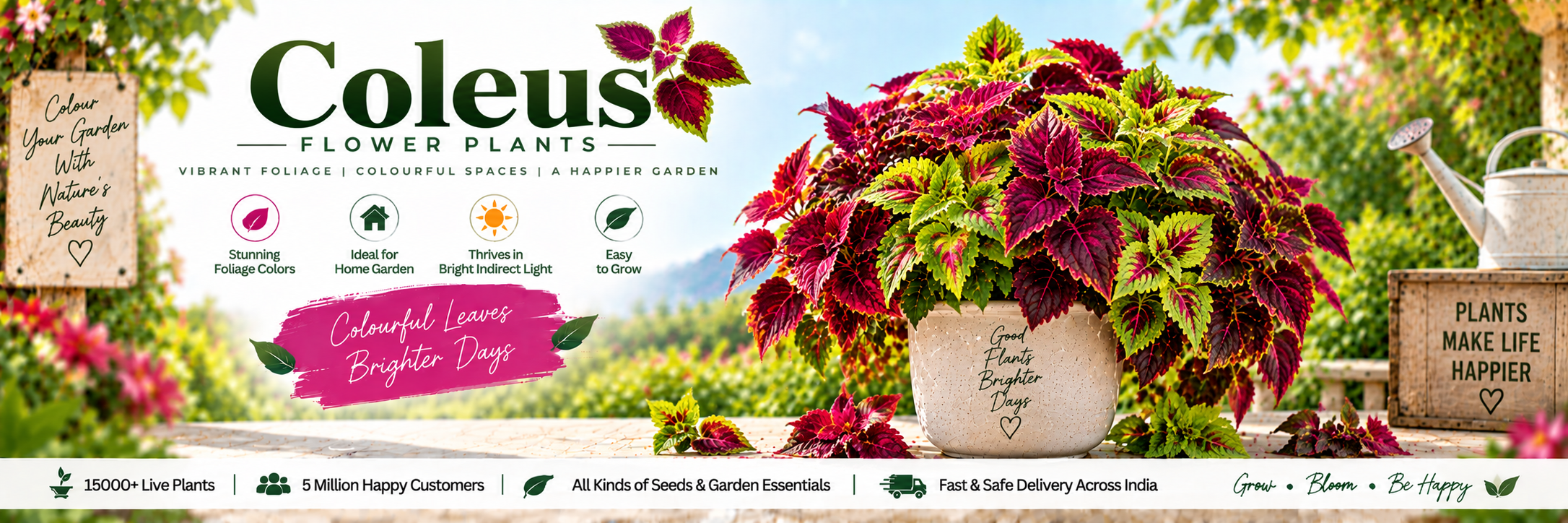 Coleus