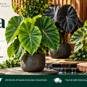 Colocasia Foliage
