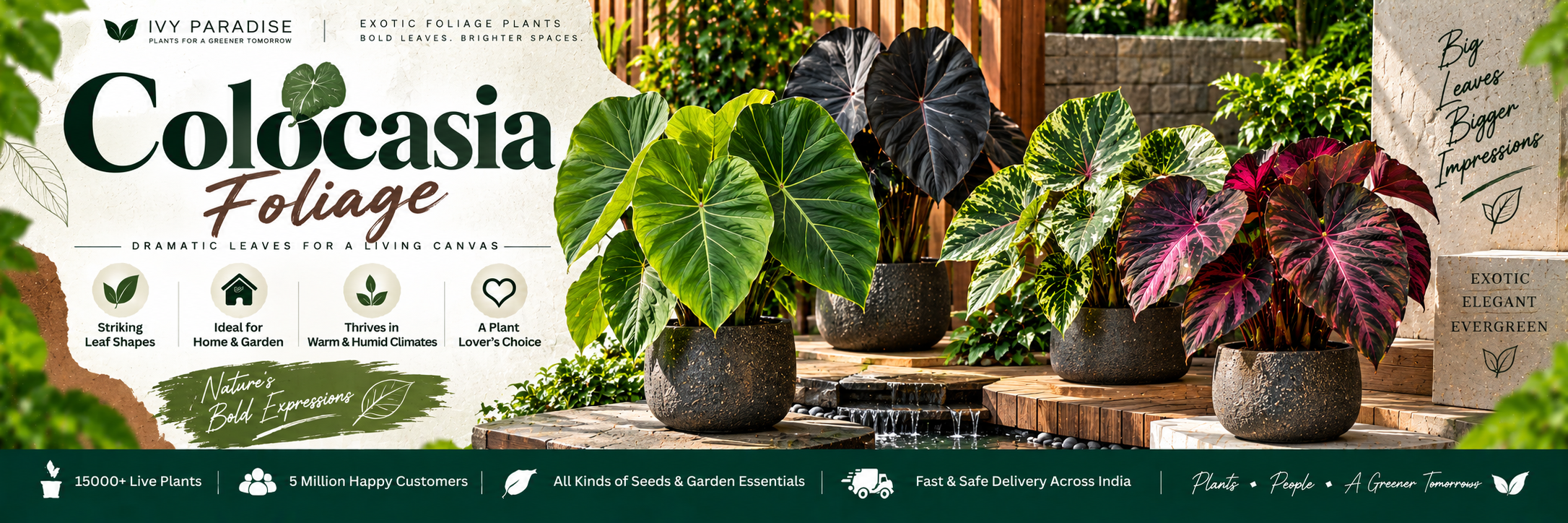Colocasia Foliage