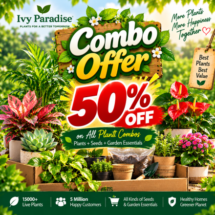 Combo Offer 50%