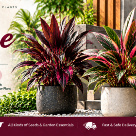 Cordyline Foliage