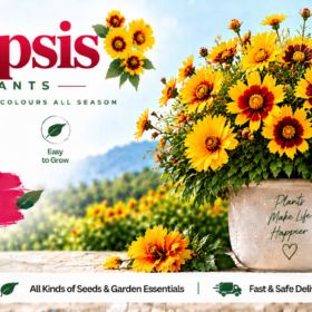 Coreopsis