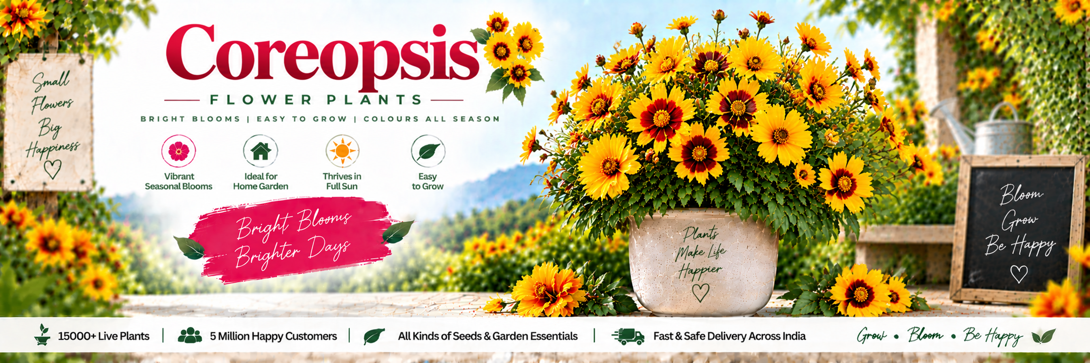 Coreopsis