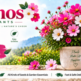 Cosmos
