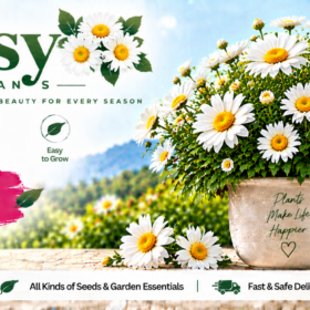 Daisy