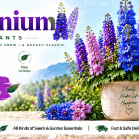 Delphinium